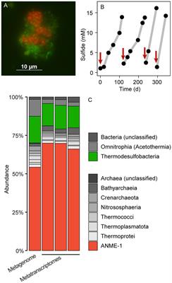 Deep-branching ANME-1c archaea grow at the upper temperature limit of anaerobic oxidation of methane